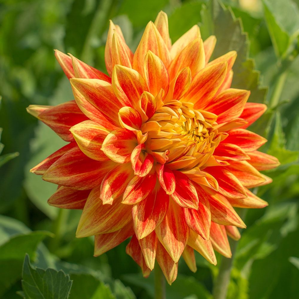 Explosion Dahlia